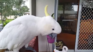 Morning talk with a wild Cockatoo