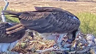 Dorcha's injuries are clearly visible when Louis brings a fish: Loch Arkaig Ospreys 19 Apr 2024