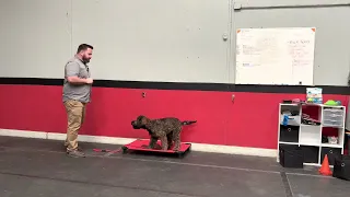 How to teach the “place” command for dog training