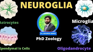 Neuroglia | Types | Astrocytes | Functions | Structure | Microglia | Dr Shahid Iqbal