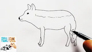 How To Draw A Jackal (Wild animal). STEP BY STEP TUTORIAL