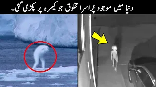 10 Mysterious Creatures Caught on Camera | TOP X TV