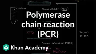 Polymerase chain reaction (PCR) | Biomolecules | MCAT | Khan Academy