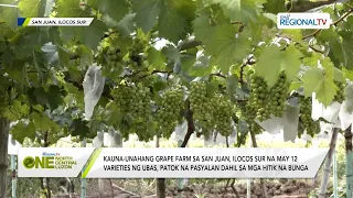 One North Central Luzon: Kauna-unahang grape farm sa San Juan, Ilocos Sur, patok na pasyalan