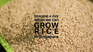 Growing rice in Singapore? It’s not an urban legend!