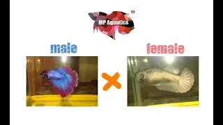 Choosing a good pair of betta fish in breeding. (part1 of BETTA FISH BREEDING)