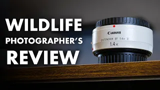 Canon Extender EF 1.4x III for Wildlife Photography - REVIEW