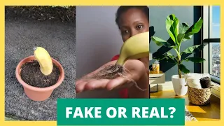 Is Growing Banana tree from a banana, genuine or Fake?