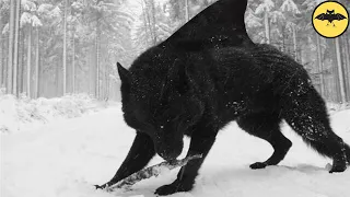 4 Aterradoras Especies de Lobos Desconocidos por la Ciencia.