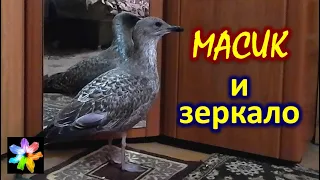 🐥⬜ #18 Птенец морской чайки смотрится в зеркало