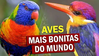 AVES MAIS BONITAS DO MUNDO - Pássaros mais coloridos do planeta e outras RARIDADES