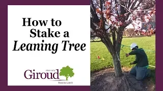 How to Stake a Leaning Tree