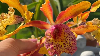 Как выращивают орхидеи во Флориде или орхидеи невесты. В гостях у орхомана. Каттлеи, дендробиумы 😍