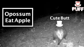 Cute Opossum Eat Apple With One Hand 【Night Life ASMR@Magic Garden】