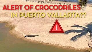 Warning of Crocodiles in Puerto Vallarta??