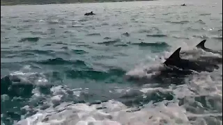 Massive Pod of Dolphins off Cape Point, Cape Town