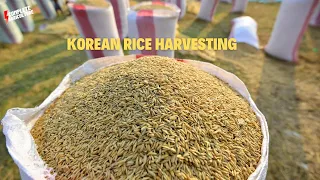 Magic of Korean Rice Harvesting Process : Amazing Journey from Rice Field to Table