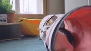 고양이 놀이시간 터널 이용기