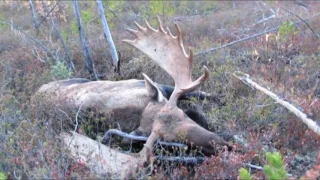 Monster Manitoba Moose Video 2017