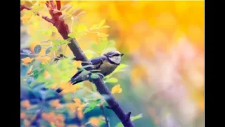 Звуки природы/Пение птиц/Звуки леса