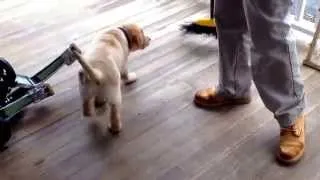 Puppy hates broom