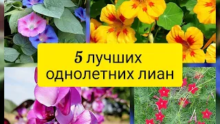 Однолетние лианы для сада. 5 самых неприхотливых и красивоцветущих однолетних лиан.