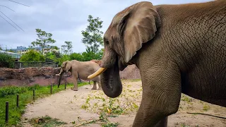 Sweni aus dem Zoo Wuppertal zieht in den Zoo Magdeburg