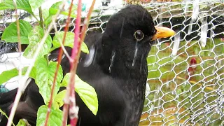 Bird bath ~ Blackbird ~ New Zealand