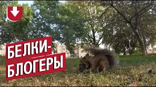 Белки воруют у мужчины камеру и записывают видео. Получается головокружительно! (Там и чайка есть)