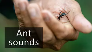 The tiny sounds of ants