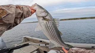 Topwater Striper Action on the California Delta