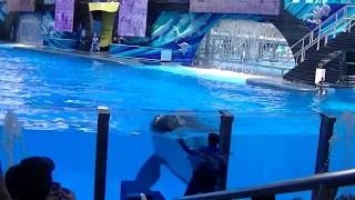 One Ocean w/Tilikum (Full Show/Full HD) August 16, 2015 - SeaWorld Orlando