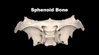 Osteology of Head & Neck - Sphenoid Bone #Anatomy #mbbs  #bds #education