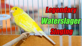 Legendary Waterslager Canary Singing For Training - وتر سلاجر