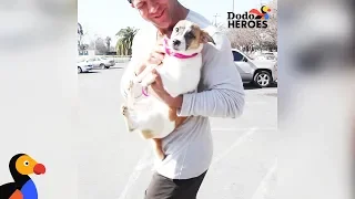 Guy Quits His Job To Focus On Making Everyone Fall In Love With Shelter Dogs | Dodo Heroes Season 1