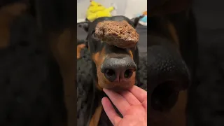 Hamburger time #dog #doberman #puppy #funnydog #xodus #christopherbush #dogtraining