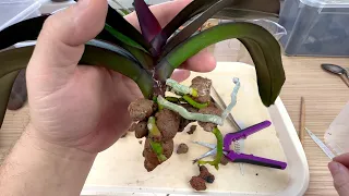 как нарастили НОВЫЕ корни у кочерыжек орхидей и как их ОТЛЕПИТЬ // пересадка орхидеи в ОСОБЫЙ грунт
