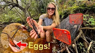 Trapping PRAWNS in Clear Water CREEK! **With a Surprise Catch**