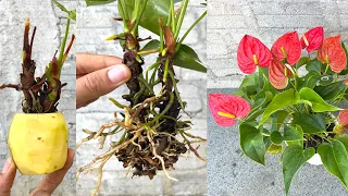 Plant an anthurium in a potato, get a surprise