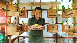 Breeding and Raising Hundreds of EXOTIC BIRDS! Everything you need to know about Raising Livestock!