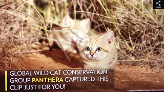 Sand Cat Kittens