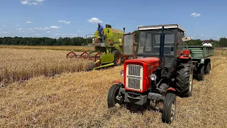 Żniwa 2023 pszenżyto CLAAS MERCATOR 75 i URSUS C360 3P || sound engine