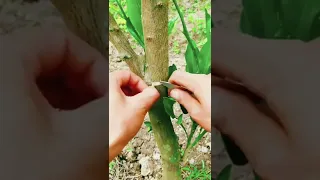 Grafting Citrus Trees with the Patch Bud - Making a Fruit Cocktail Tre