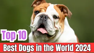 Top 10 Dogs in the World