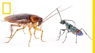 How Cockroaches Use Karate Kicks to Avoid Becoming Zombies | National Geographic