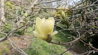 Best yellow magnolias - Caerhays