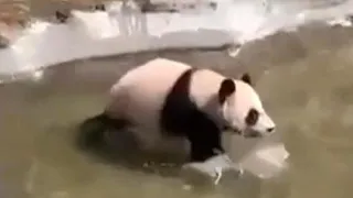 Giant panda cub Katyusha plays in pool