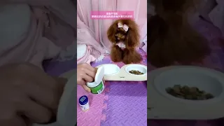 🐶 Cute puppy Funny  Cute Dog Pomeranian 😍 #FunnyPuppytiktok # 83