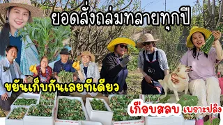 EP.859 ยอดสั่งผักหนามตรงเล้าไก่ถล่มทลายอีกแล้ว ตัดผักไทยแถมให้จนหมดสวน