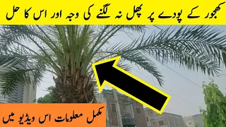 Khajoor ke poday par phaal na lagny ki waja or oss ka Hal | Why date palm tree 🌴 not fruiting?